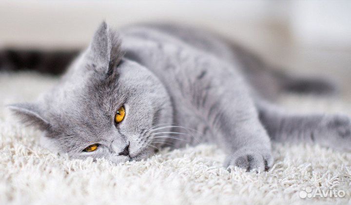 Британские котята
