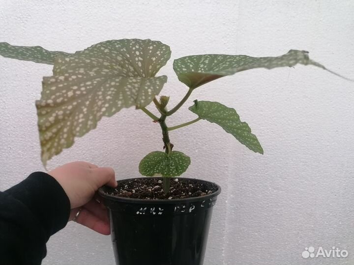 Бегония, фикус, аглаонема, пеперомия