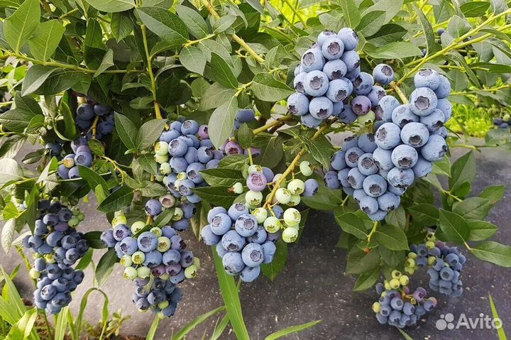 Голубика Река (Reka)