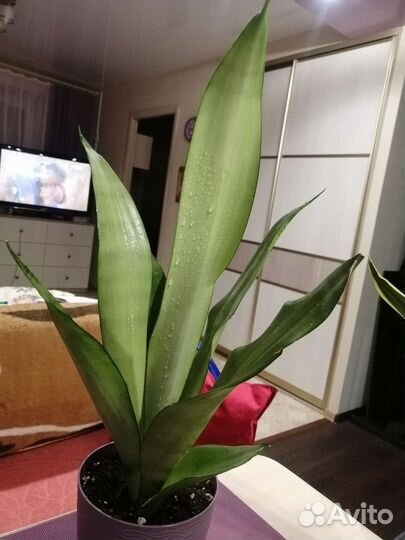 Сансевиерия муншайн