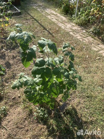 Малина саженцы желтая/красная