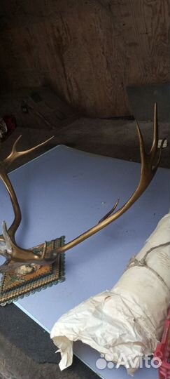 Продам рога оленя