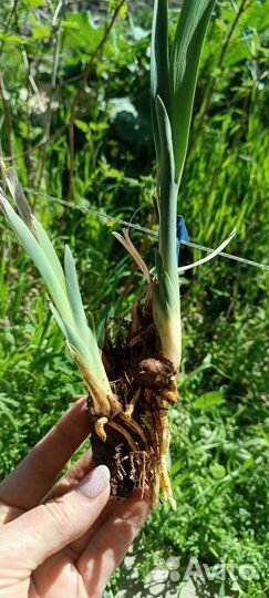 Ирис небородатый