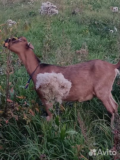 Козы дойные