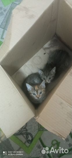 Кошка в дар