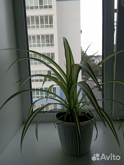 Домашние растения