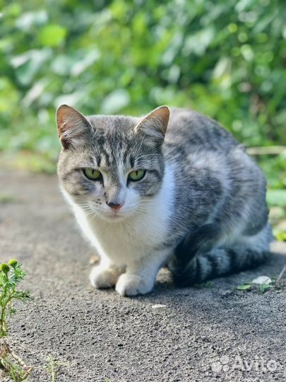Кот в добрые руки