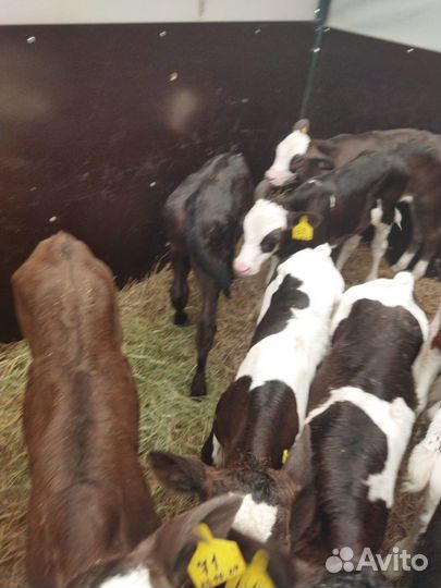 Телята швиц, джерси, сименталы, абердины и другие