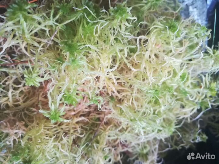 Мох сфагнум живой