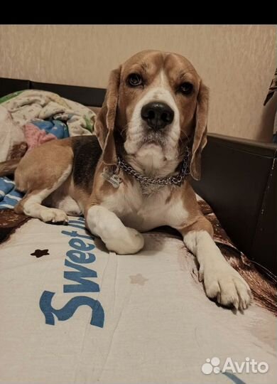 Щенки бигль