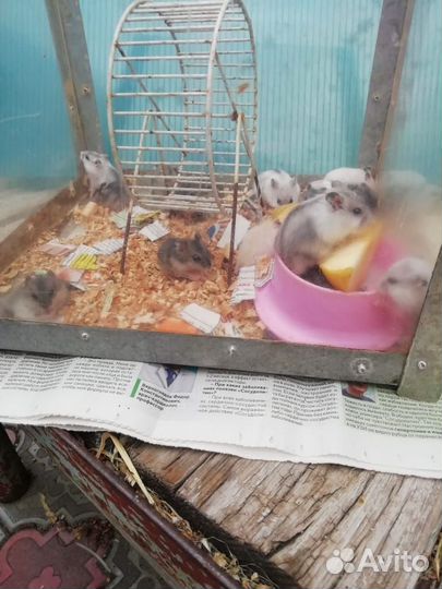 Джунгарский хомяк