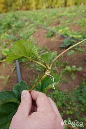 Инвестиции в сельское хозяйство 2023