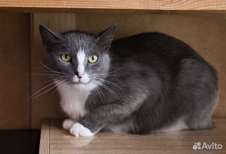 Цукат ищет семью