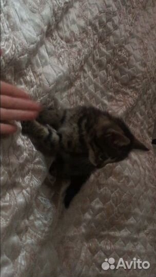 Отдам в добрые руки котика