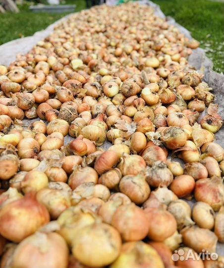 Домашний деревенский лук