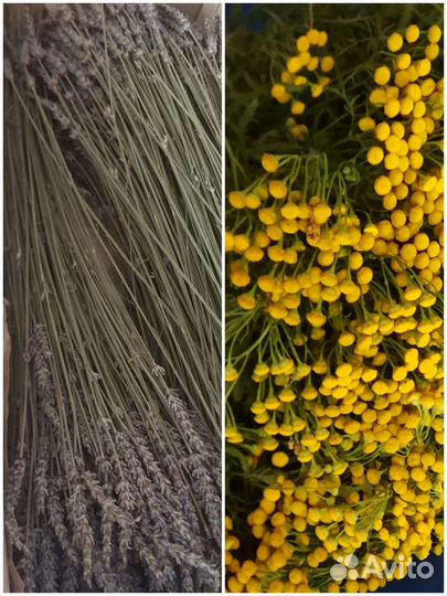 Лаванда,пижма/сухоцвет