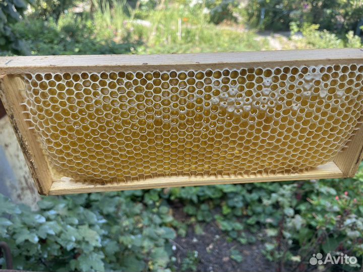 Мёд, забрус, сотовый мед, соты, воск пчелиный