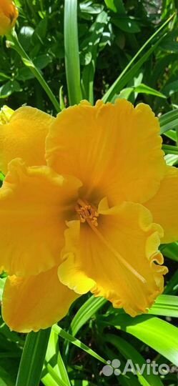 Лилейники сортовые