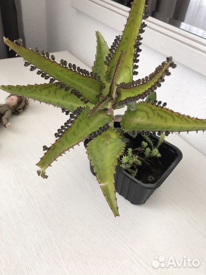 Фиалка, мята комнатная, Колеус.продажа, обмен