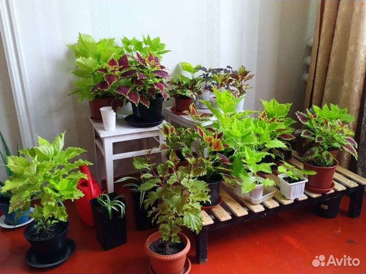 Колеусы сортовые, ипомея батат