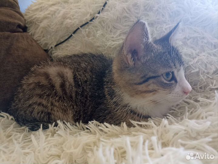 Котик в дар