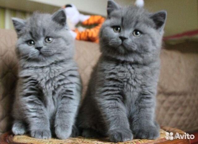Голубые британские котята