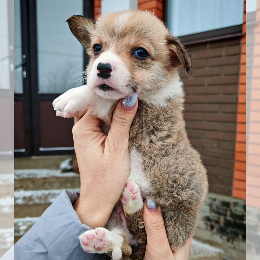 Малыши корги мальчики и девочки