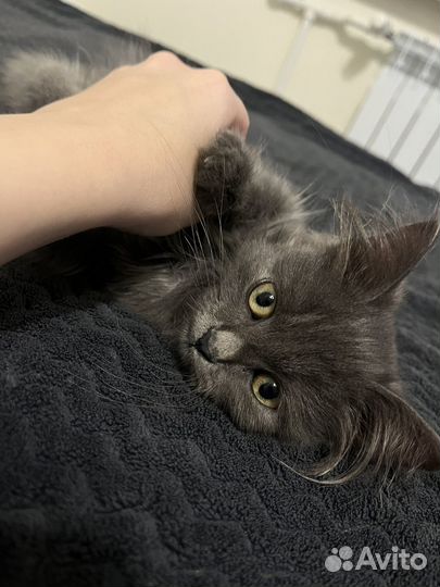 Котик мальчик