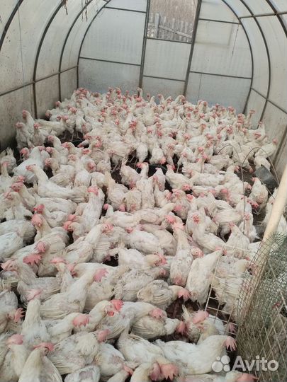 Куры несушки