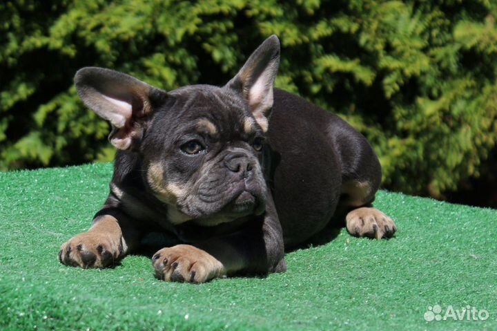 Собака бронь до субботы