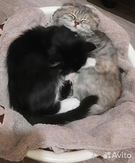 Котята