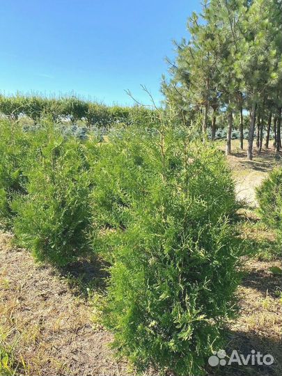 Туя Брабант ком / оптом