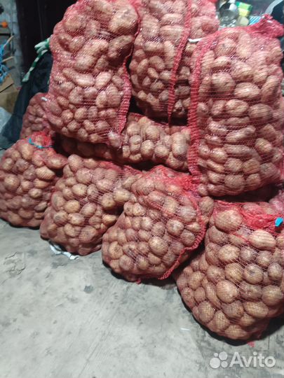 Картофель домашний морковь