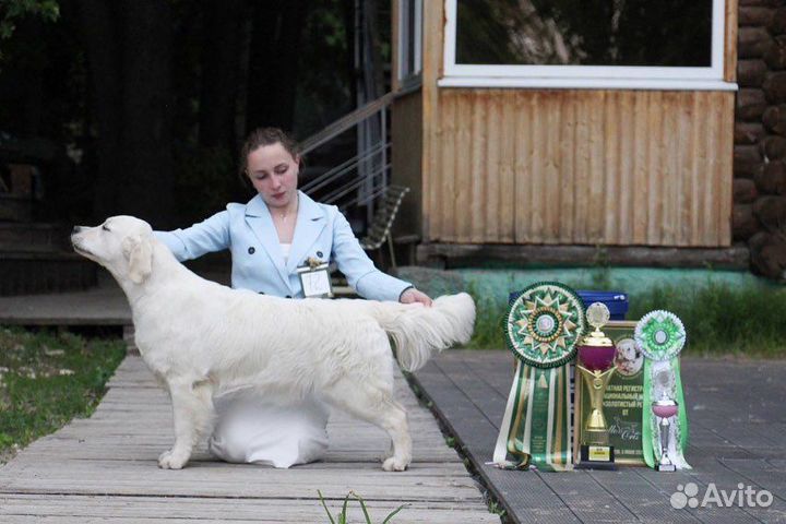 Услуги хендлера, грумер