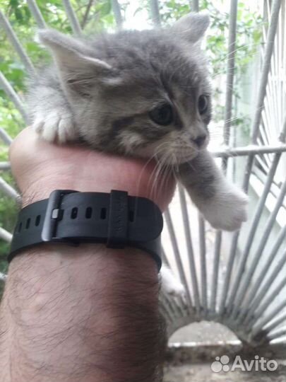 Отдам бесплатно в добрые руки