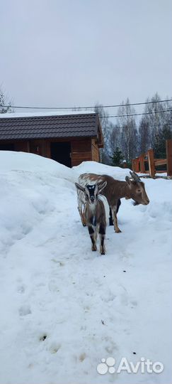 Камерунские карликовые козы