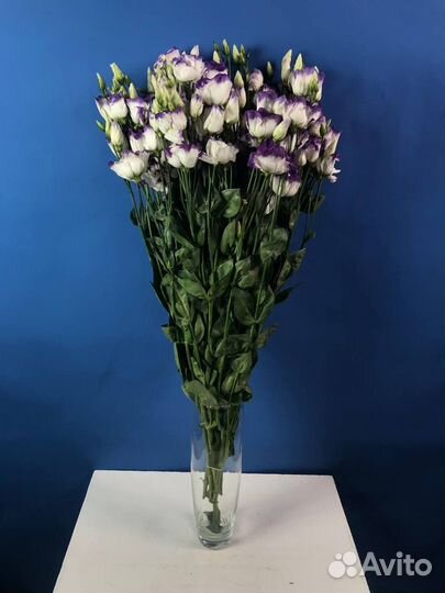 Эустома опт