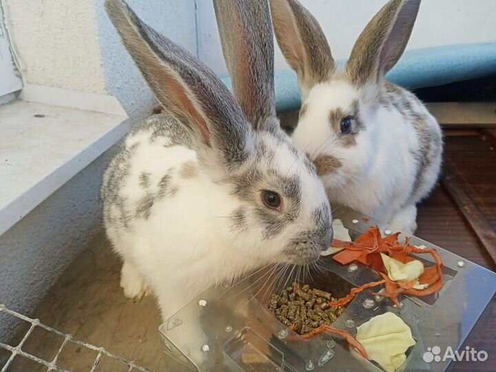 Кролики крупной мясной породы