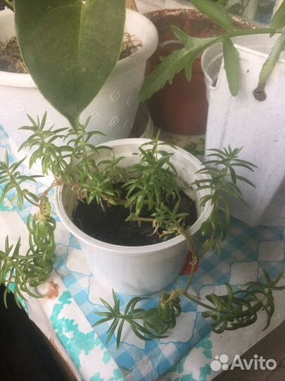 Аихризон и др