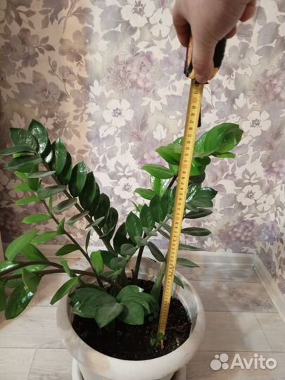 Замиокулькас