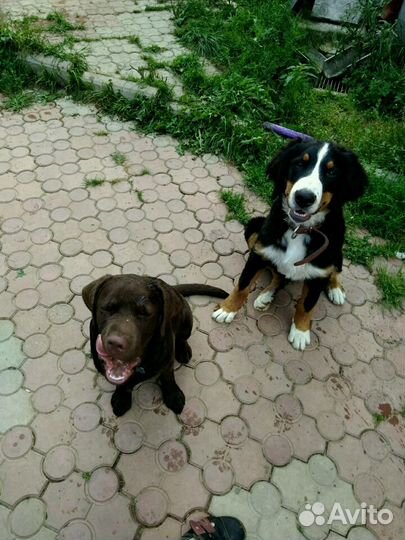 Передержка собак