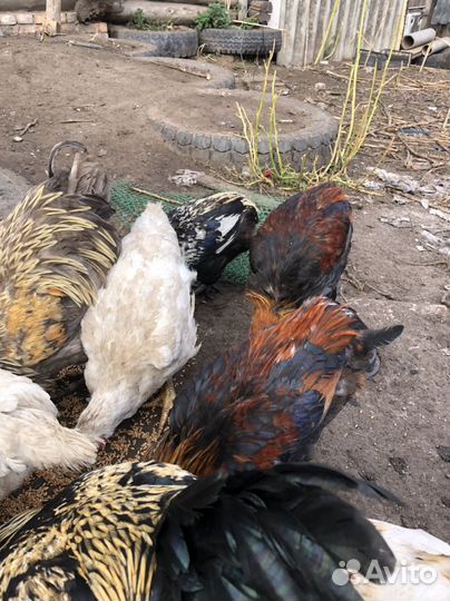 Петухи породистые
