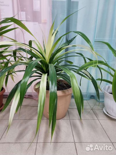 Пальма панданус