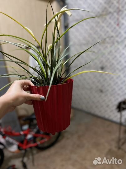 Цветочный горшок IKEA