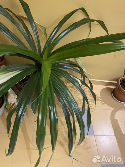 Пальма панданус (пандан) для озеления дома и офиса