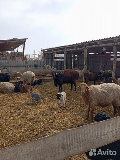 Баран гисар