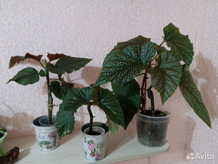 Бегония тростниковая коралловая