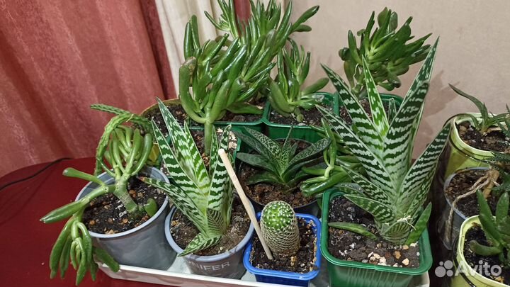 Суккуленты