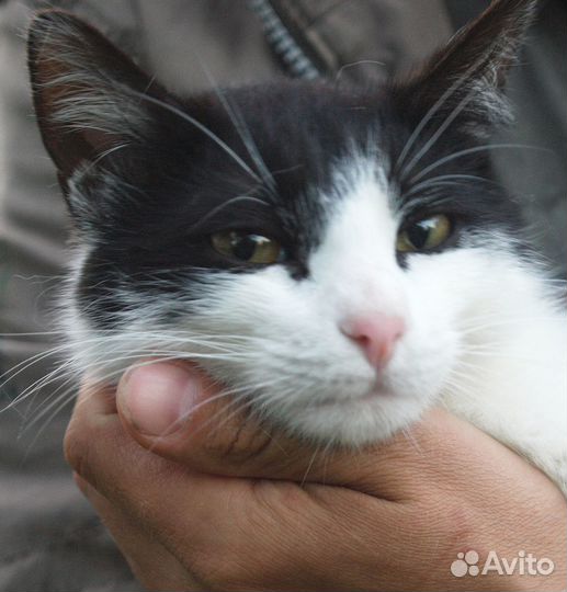 Черно-белый кот Петя в дар, ну очень ласковый