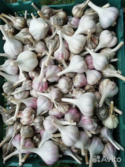 Чеснок озимый